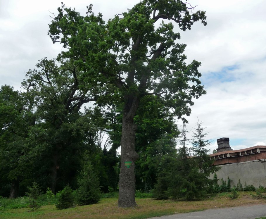 Дуб Кайзера в Германии
