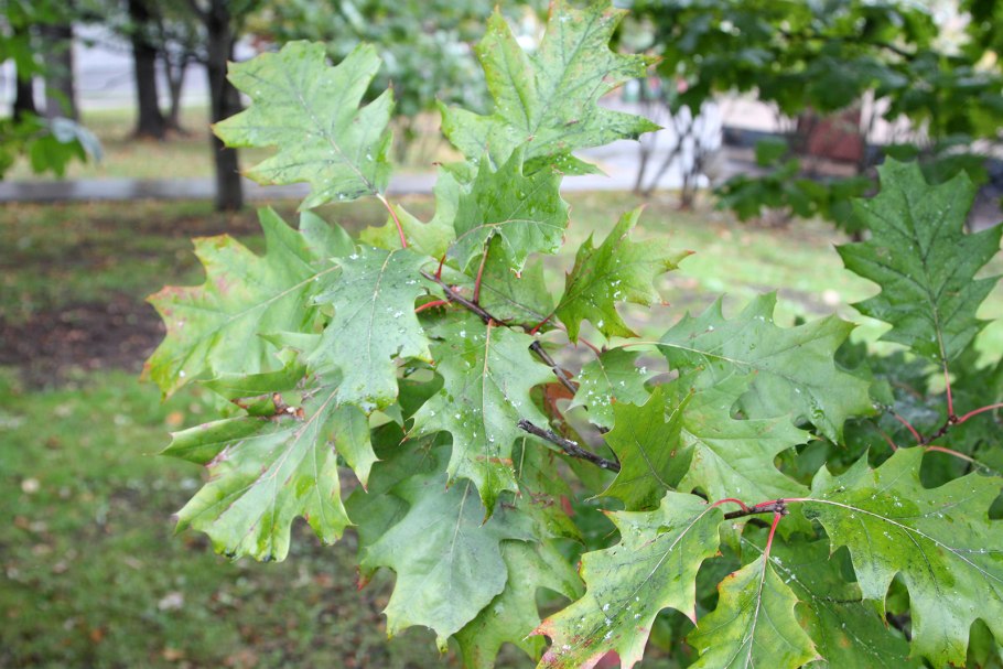 Кверкус Рубра листья