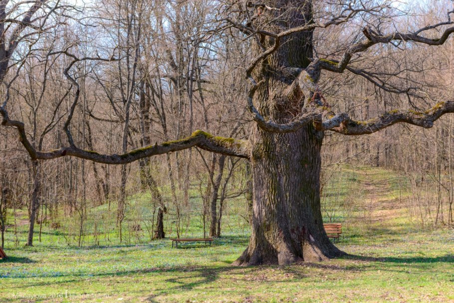 Патриарх леса