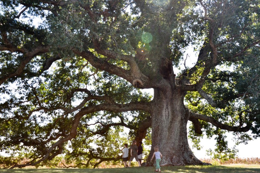 Дуб острый acuta