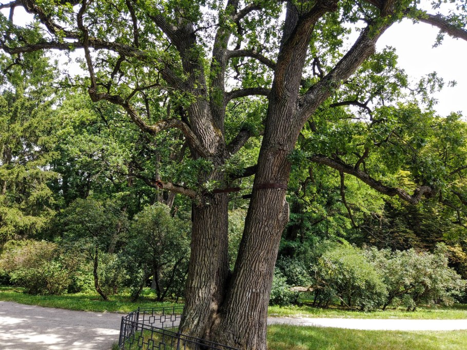 Дуб в Шебекинском районе