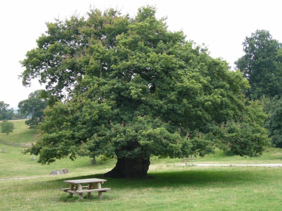 Quercus muehlenbergii