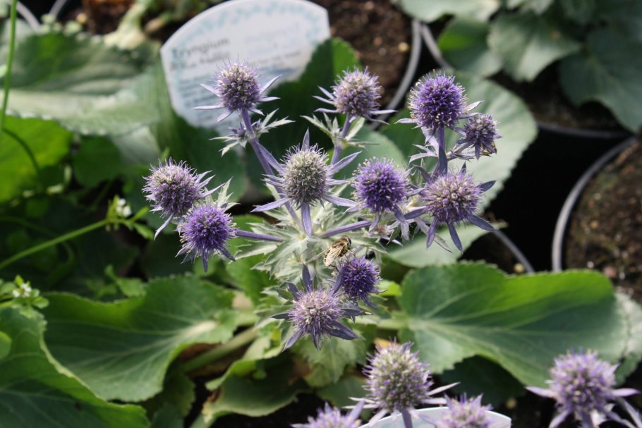 Синеголовник плосколистный Eryngium Planum