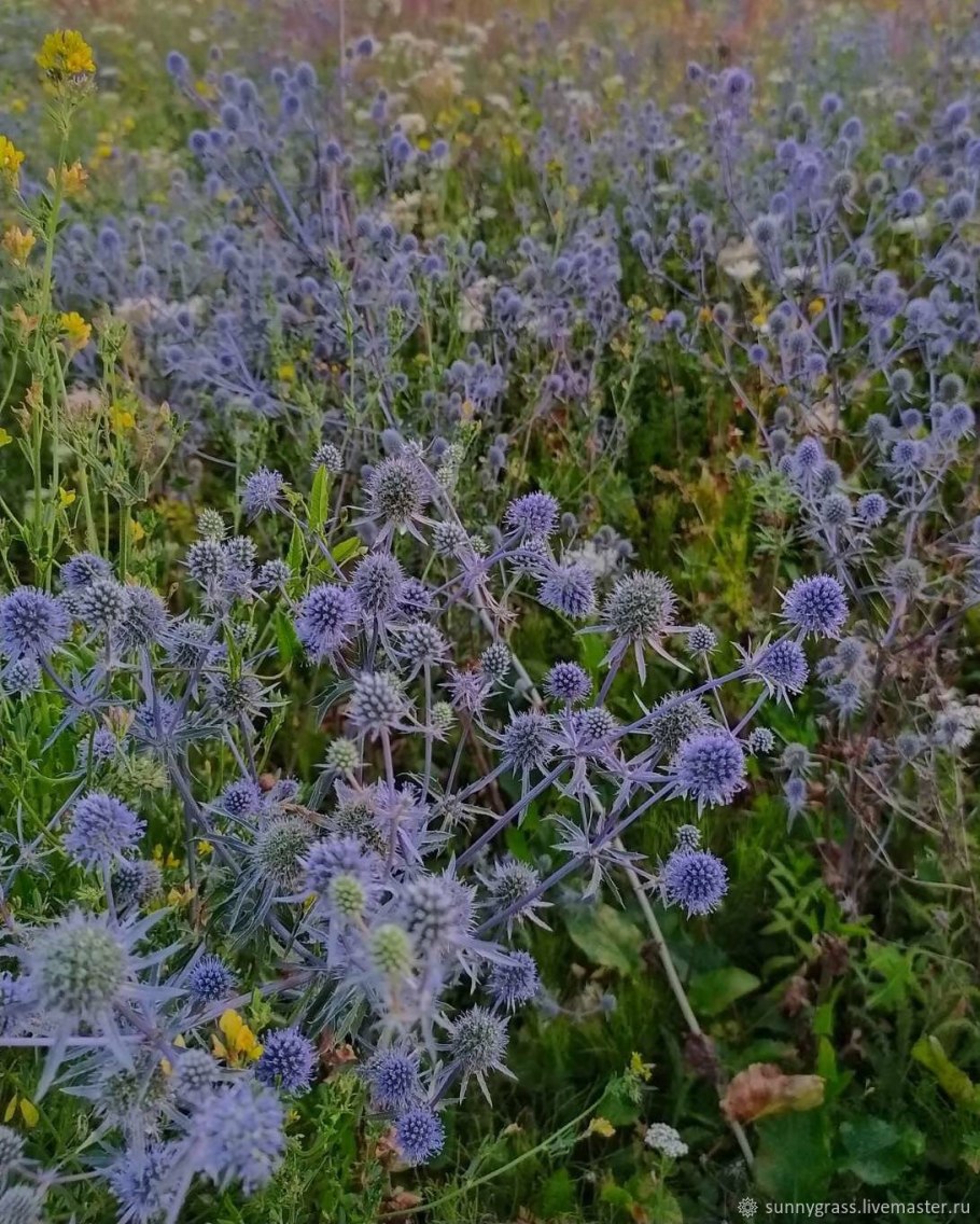 Синеголовник Чертогон