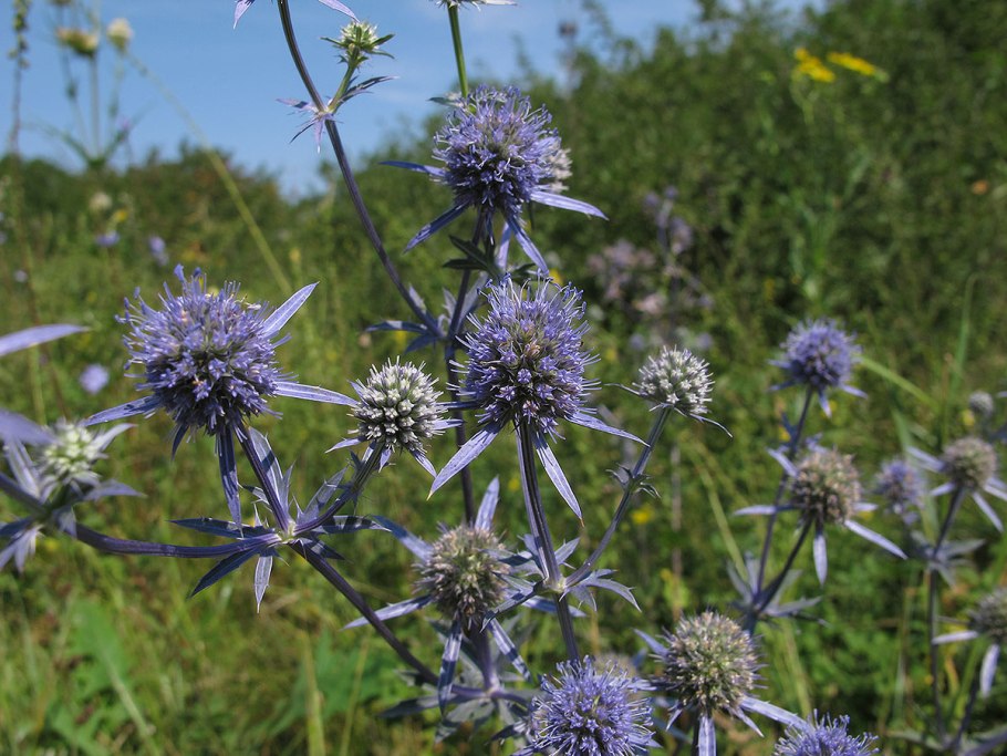 Синеголовник плосколистный Eryngium Planum
