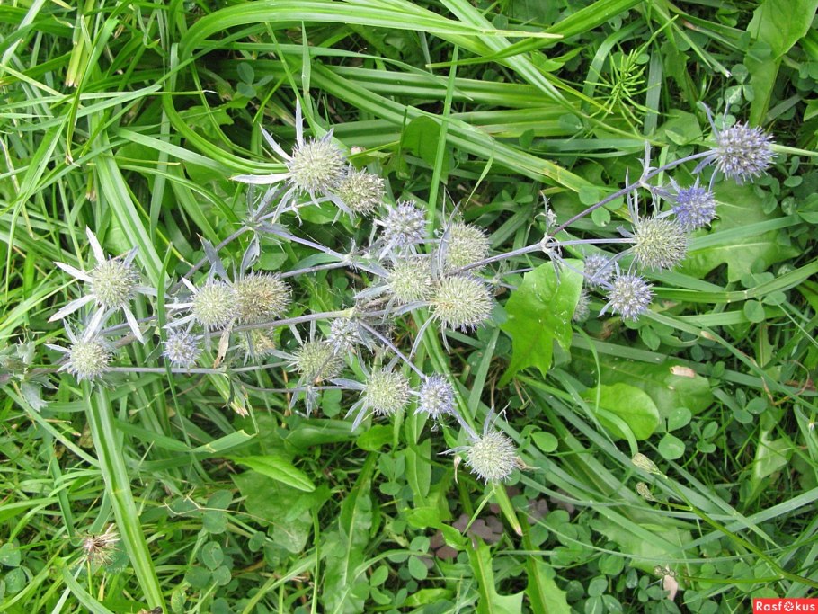 Синеголовник Альпийский Барракуда