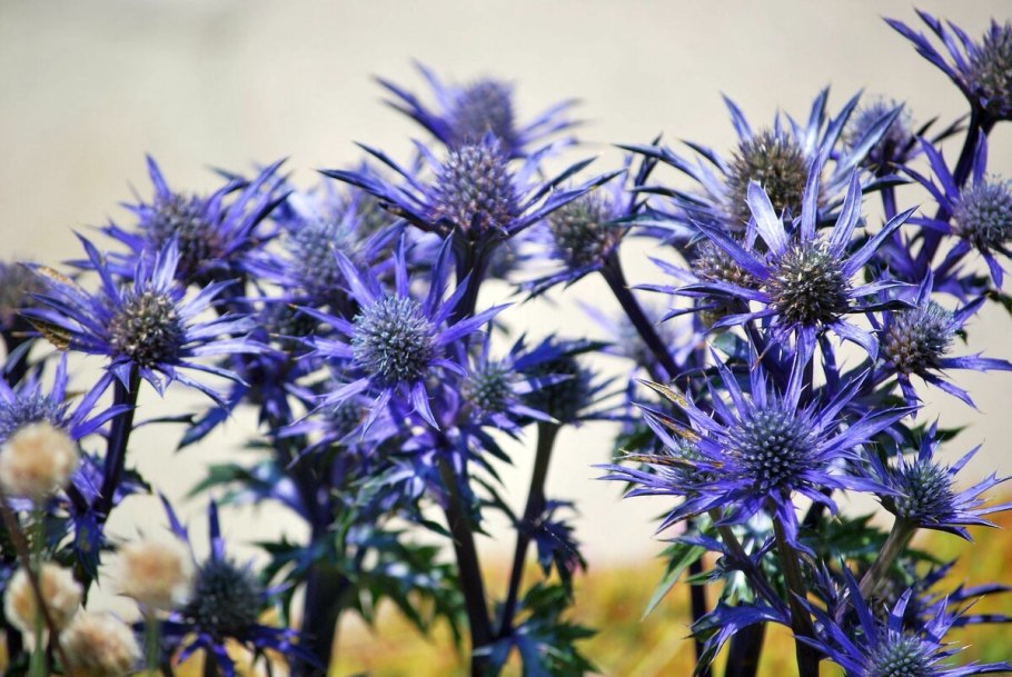 Синеголовник плосколистный Eryngium Planum