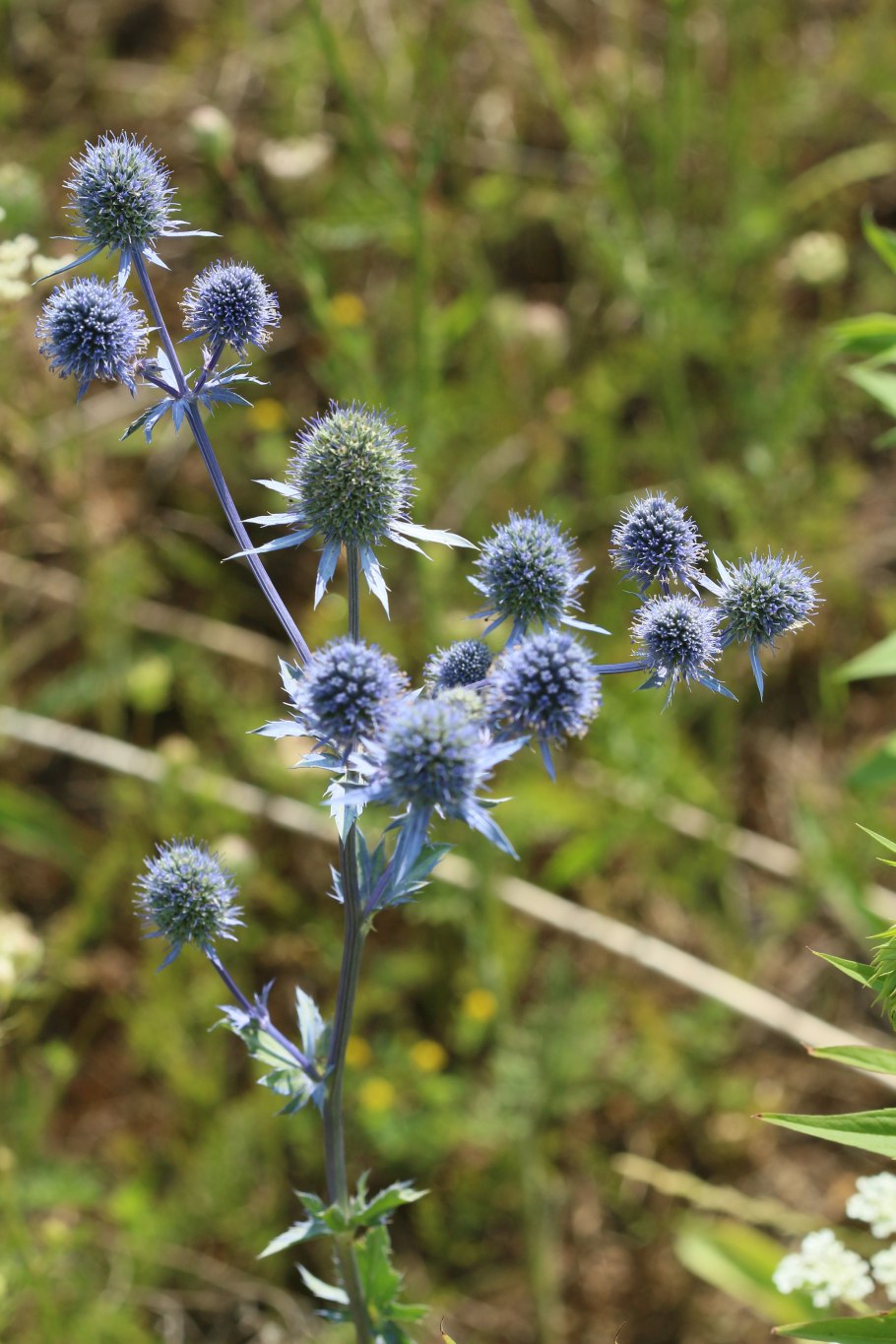 Синеголовник агаволистный