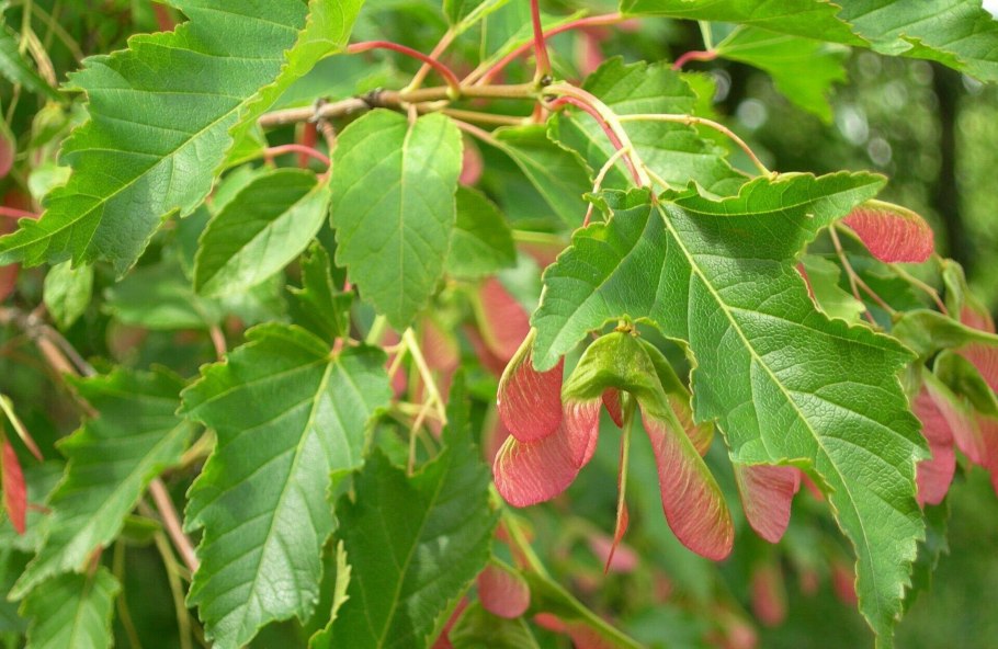 Клён Приречный, Гиннала (Acer ginnala)