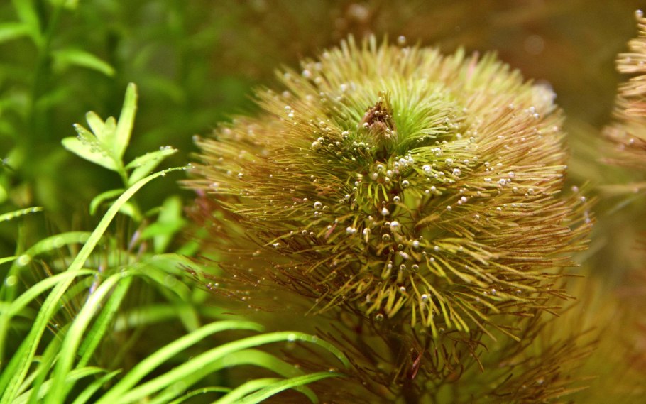 Кабомба Каролинская