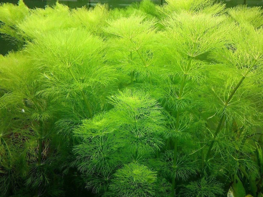 Кабомба Каролинская