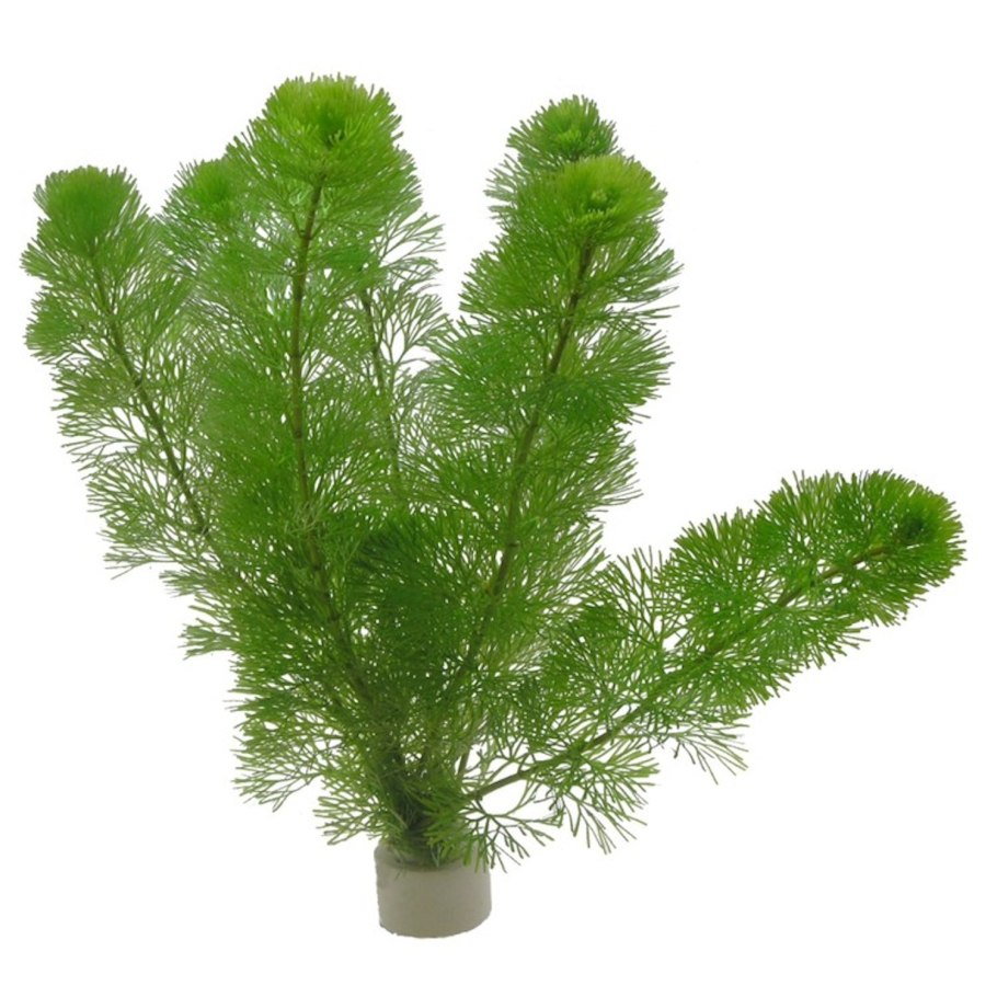 Лимнофила Амбулия Королевская