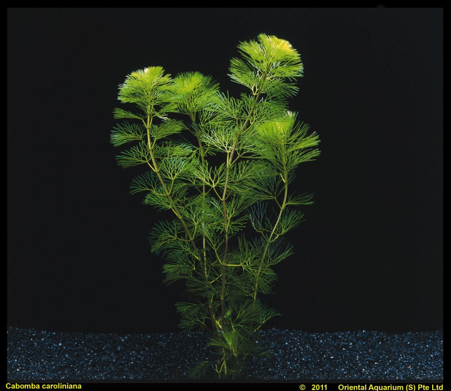 Кабомба Фурката Cabomba furcata