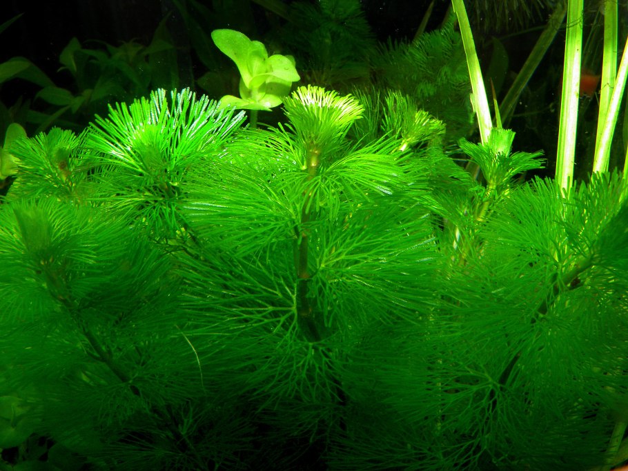 Кабомба Фурката (Cabomba piauhyensis)