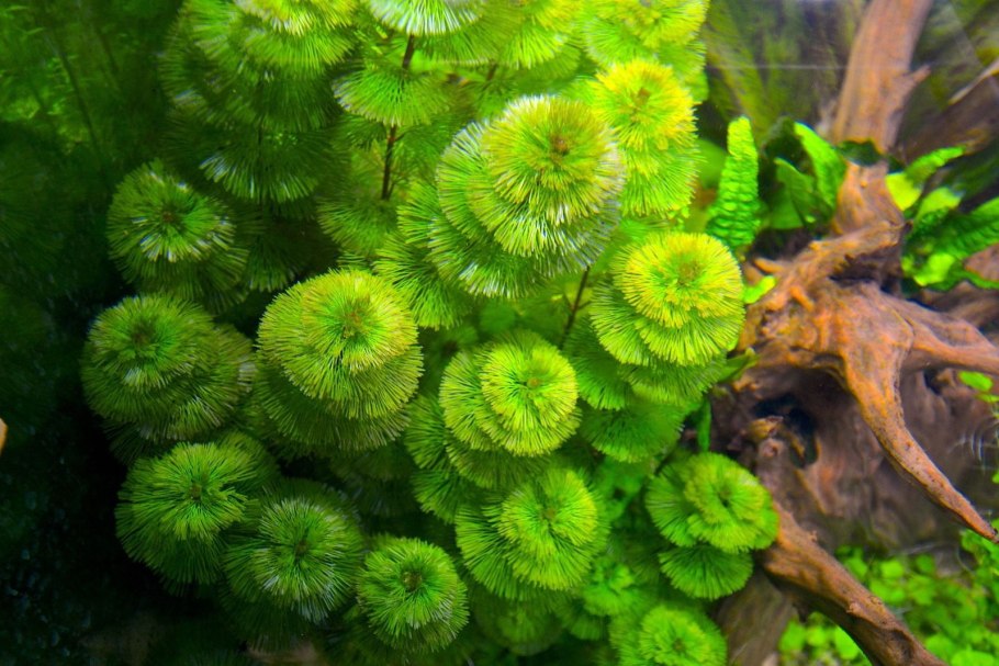 Кабомба палеформис