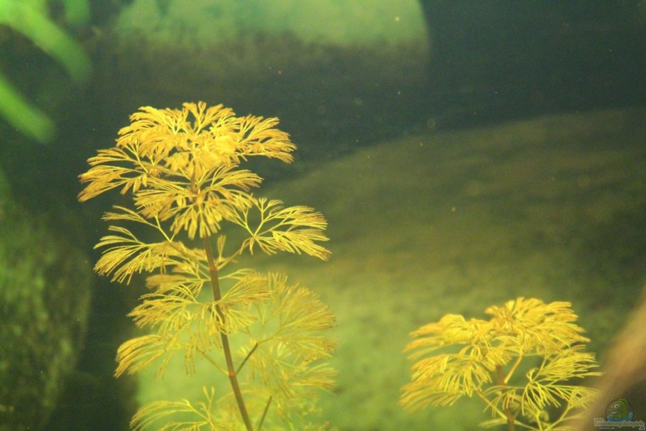 Кабомба фурката