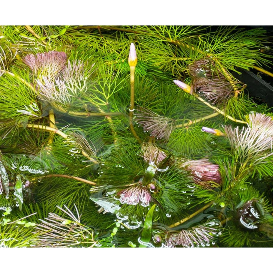 Лимнофила водная