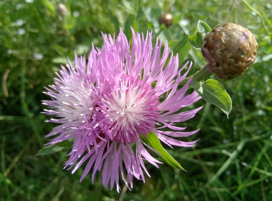 Василек подбеленный (Centaurea dealbata c3)