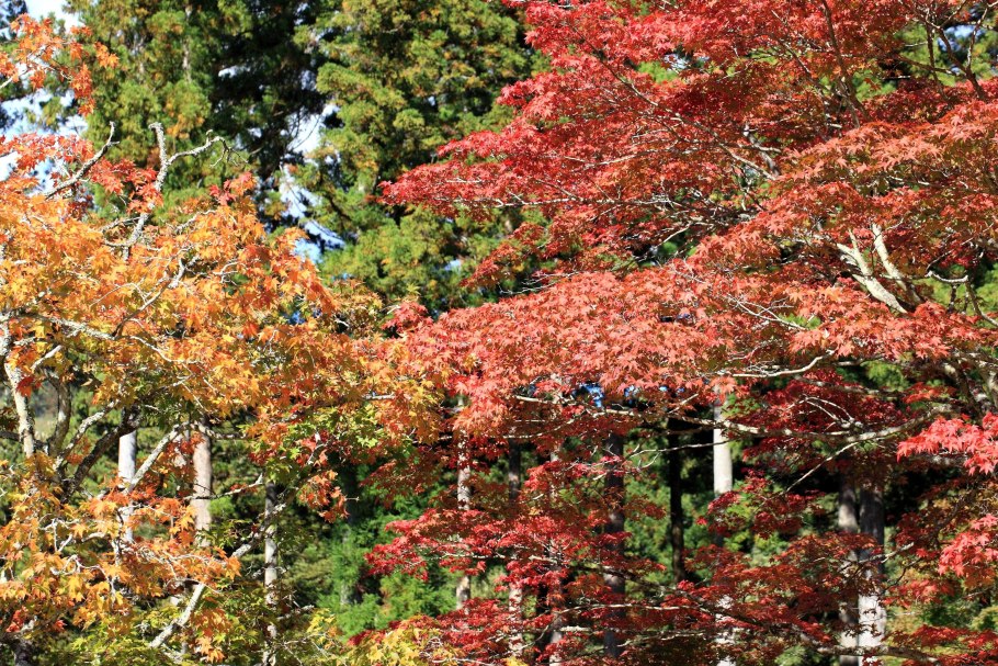 Клён ложнозибольдов