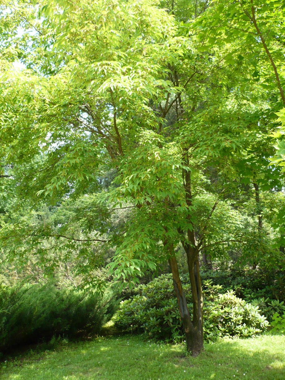 Клен маньчжурский (a. mandshuricum)