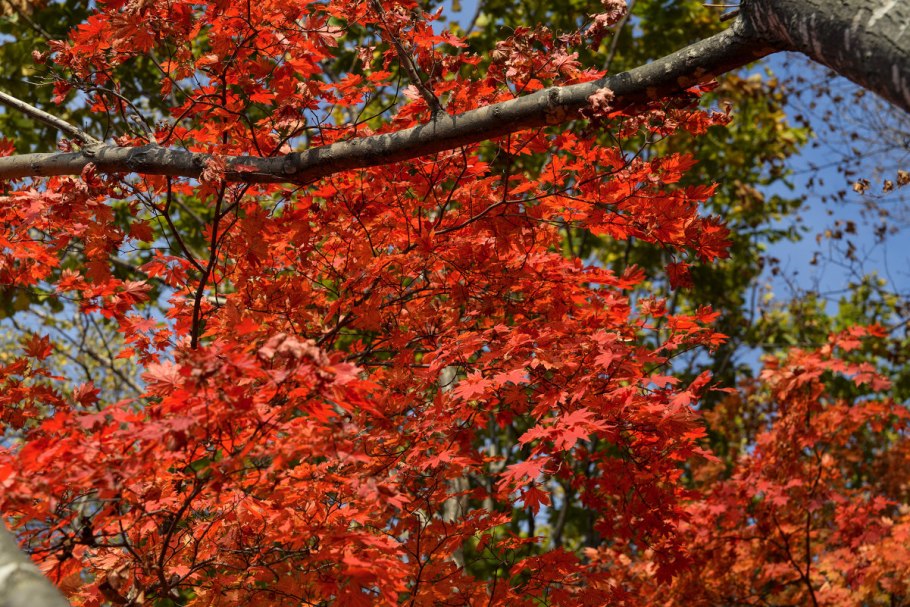 Клен маньчжурский Acer