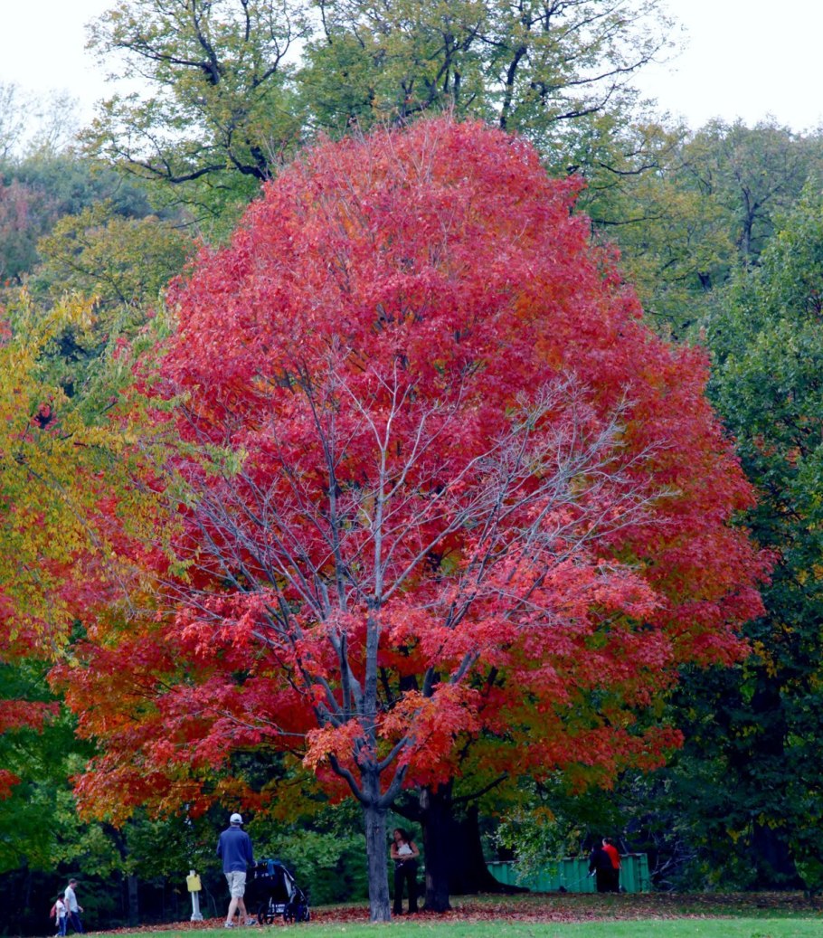 Шамора осенью