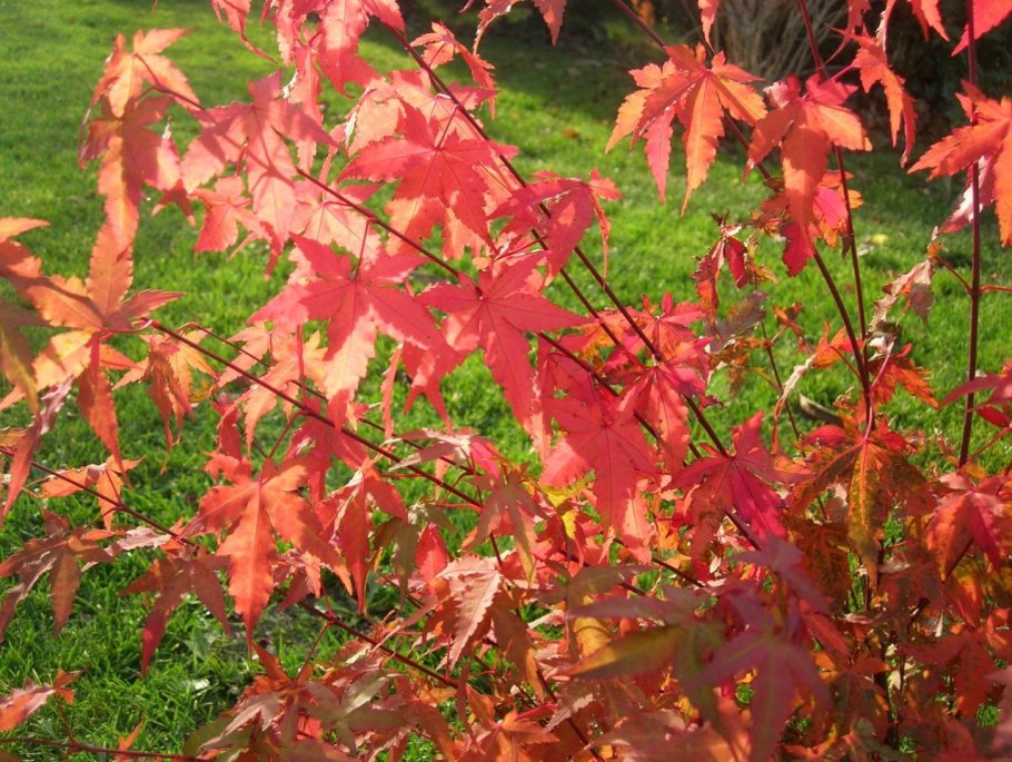 Клен маньчжурский Acer