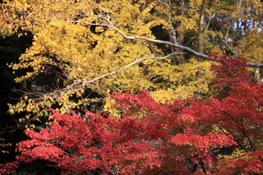 Клен маньчжурский осенью