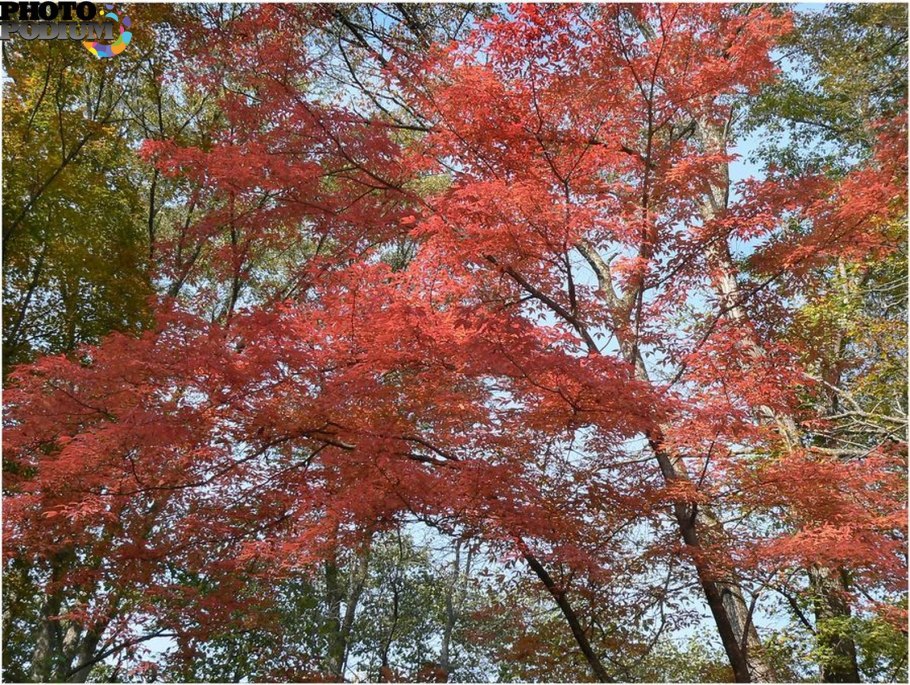 Клен трехцветковый