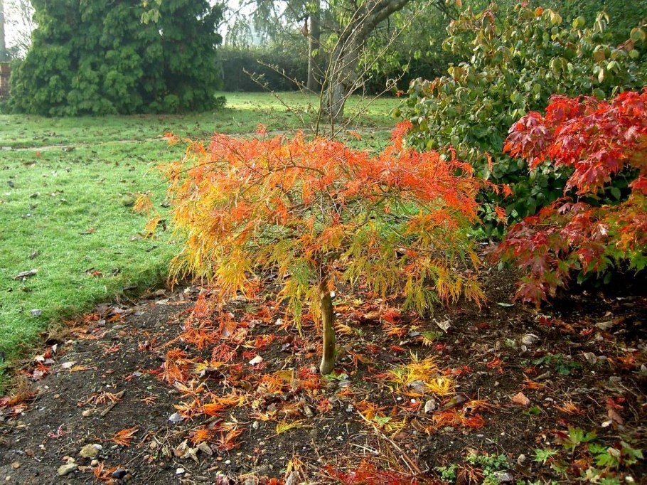 Клен Приречный Гиннала