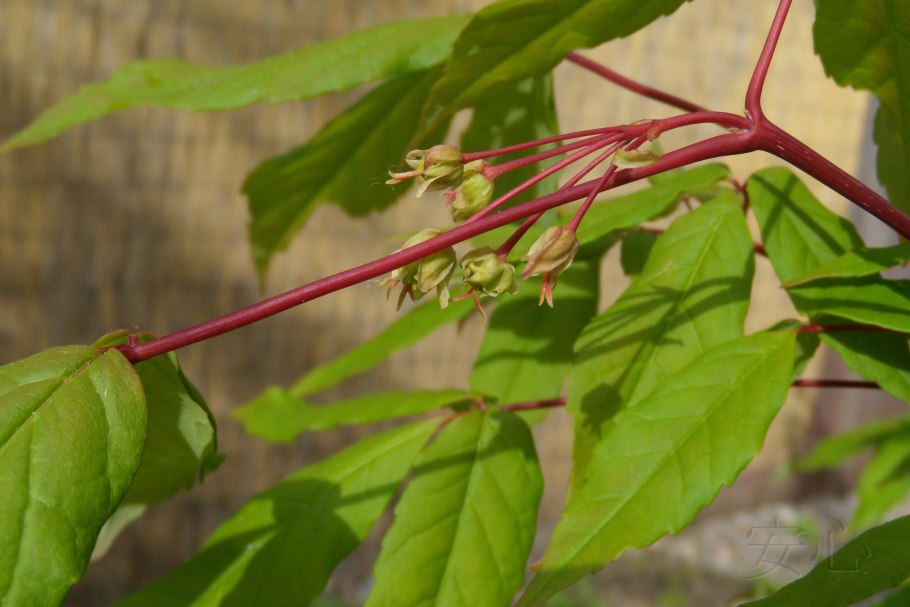 Дальневосточный клен ложнозибольдов