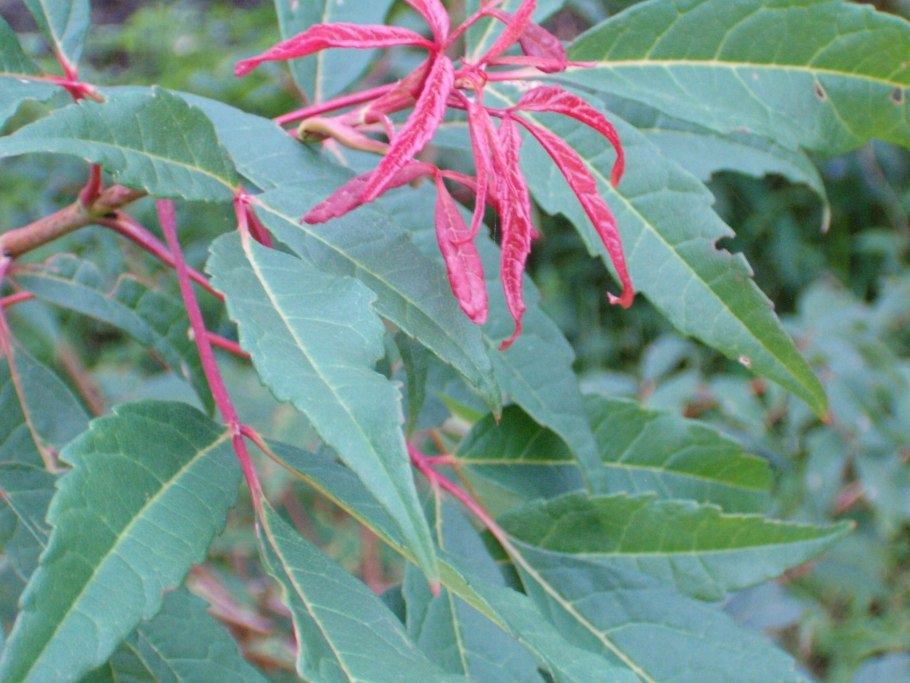 Клен калифорнийский