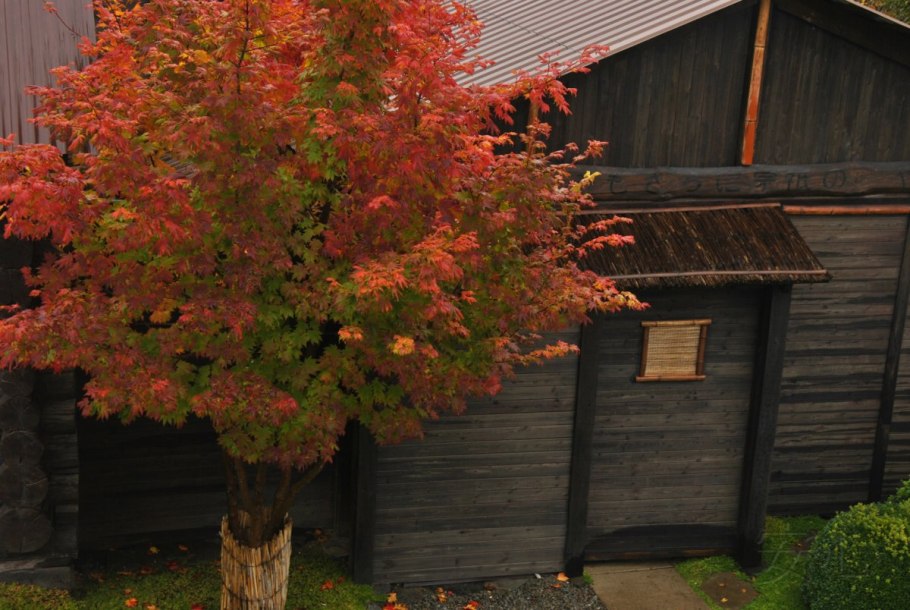 Клён Зибольда