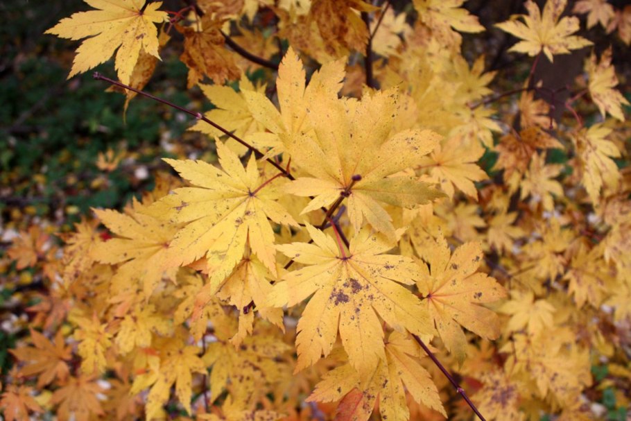 Клен аконитолистный