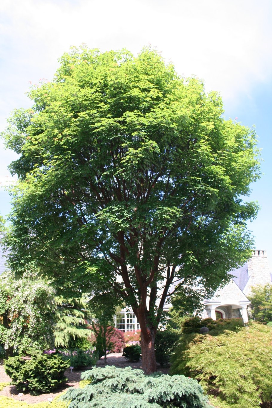 Клен Комарова