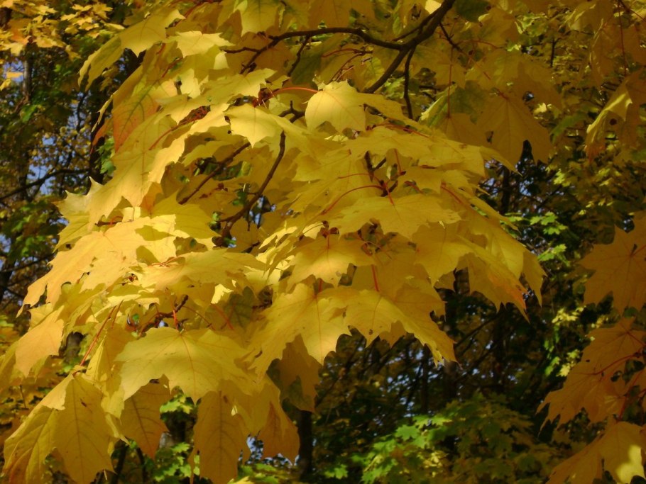 Acer palmatum Osakazuki