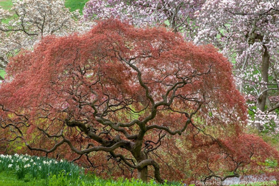 Acer (клен) mandshuricum