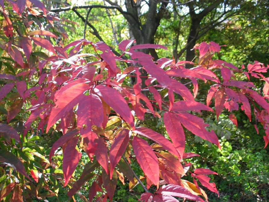 Клен маньчжурский (a. mandshuricum)