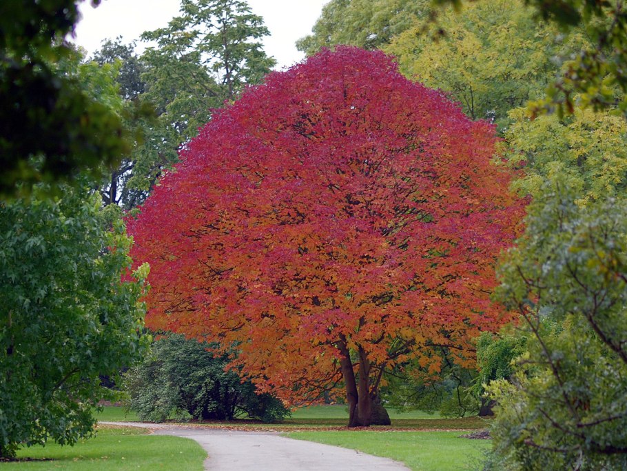 Acer (клен) mandshuricum