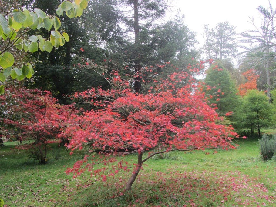 Клен дланевидный Acer palmatum