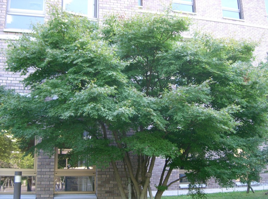 Ясень Северная Америка