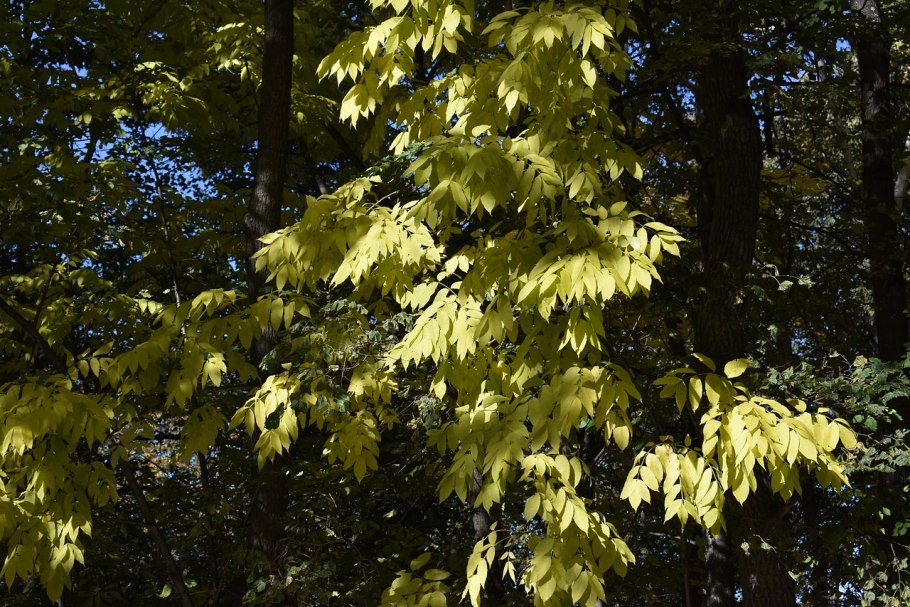 Маньчжурский смешанный лес