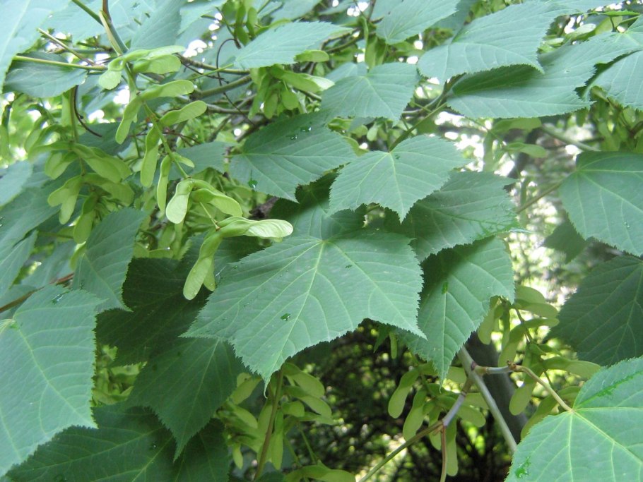 Клён маньчжурский кора