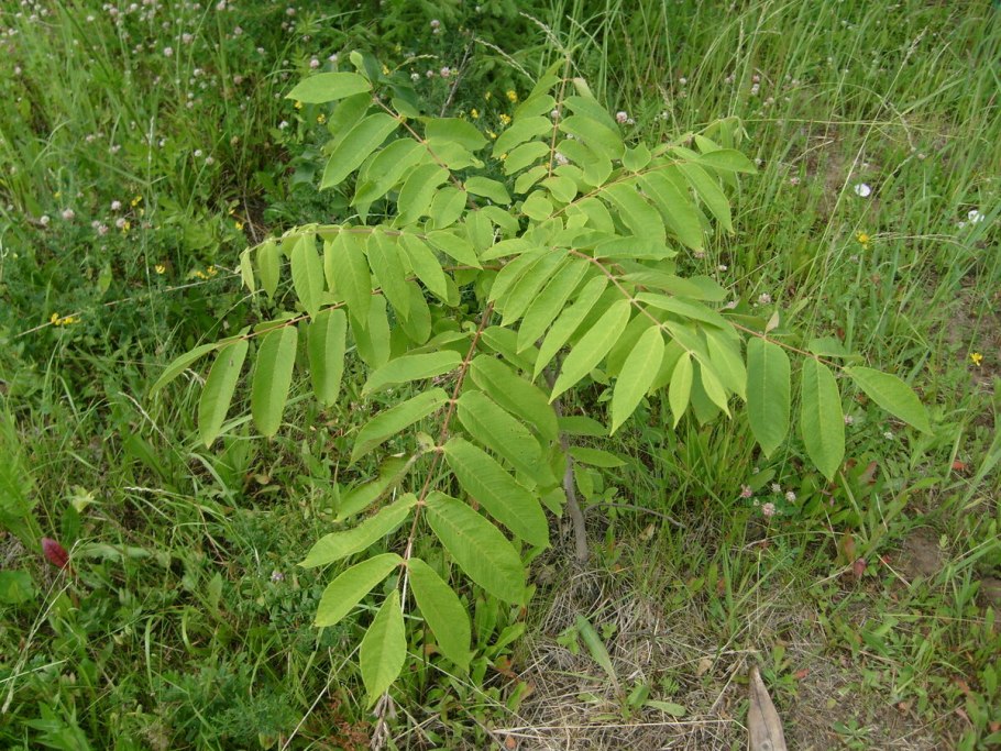 Клён ложнозибольдов