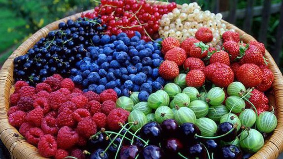 Ежевика Честер Торнлесс