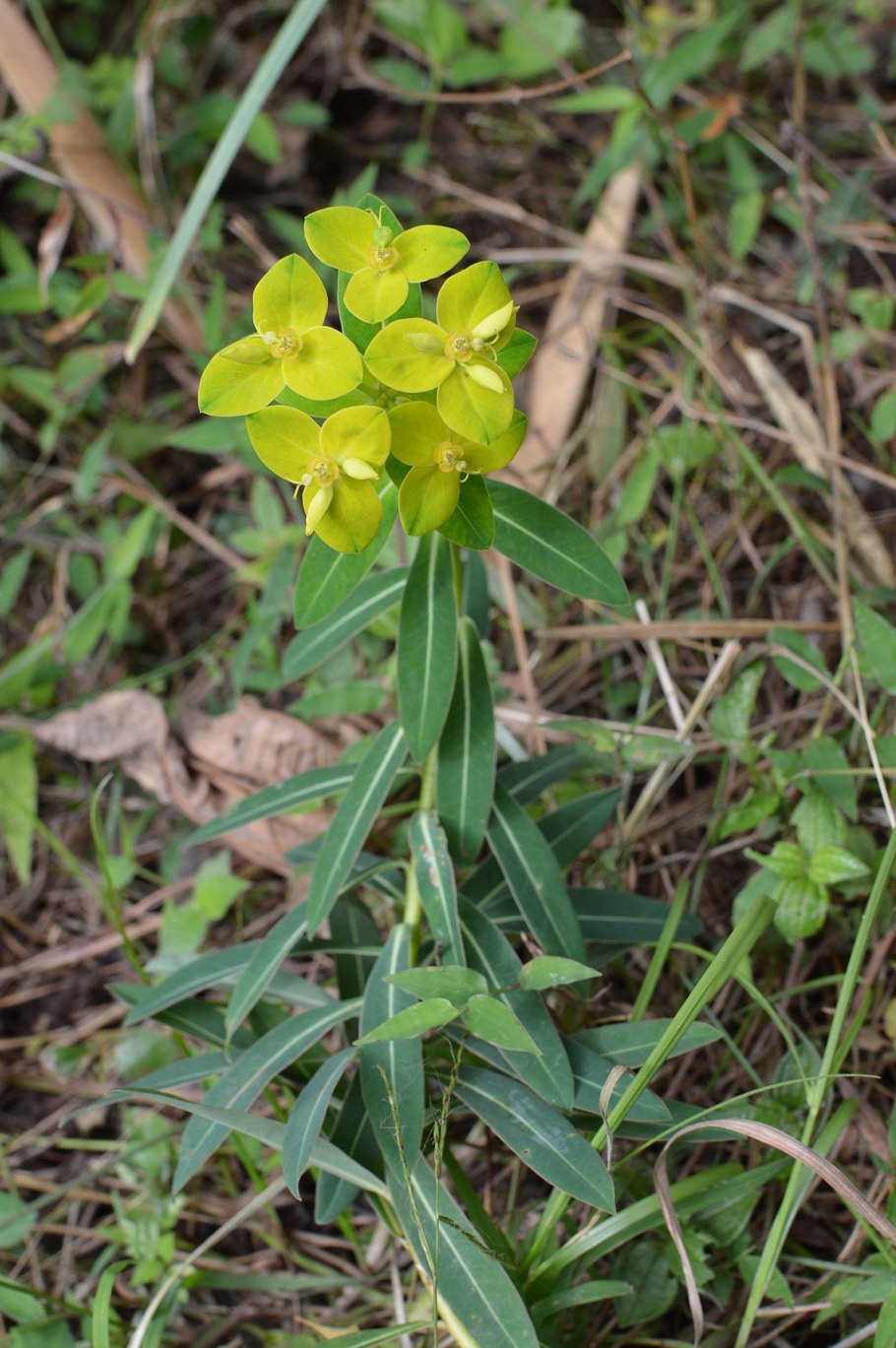 Молоча́й смолоно́сный (Euphorbia resinifera)
