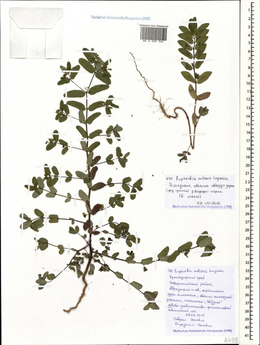 Молочай осенью поник