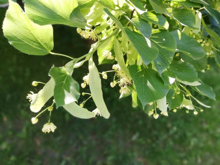 Аралия высокая 'variegata'