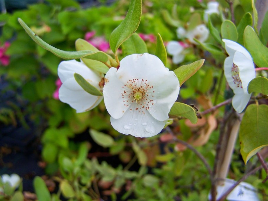 Eucryphia nymansensis