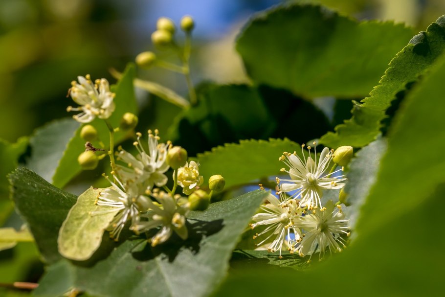 Липа мелколистная цветущее дерево